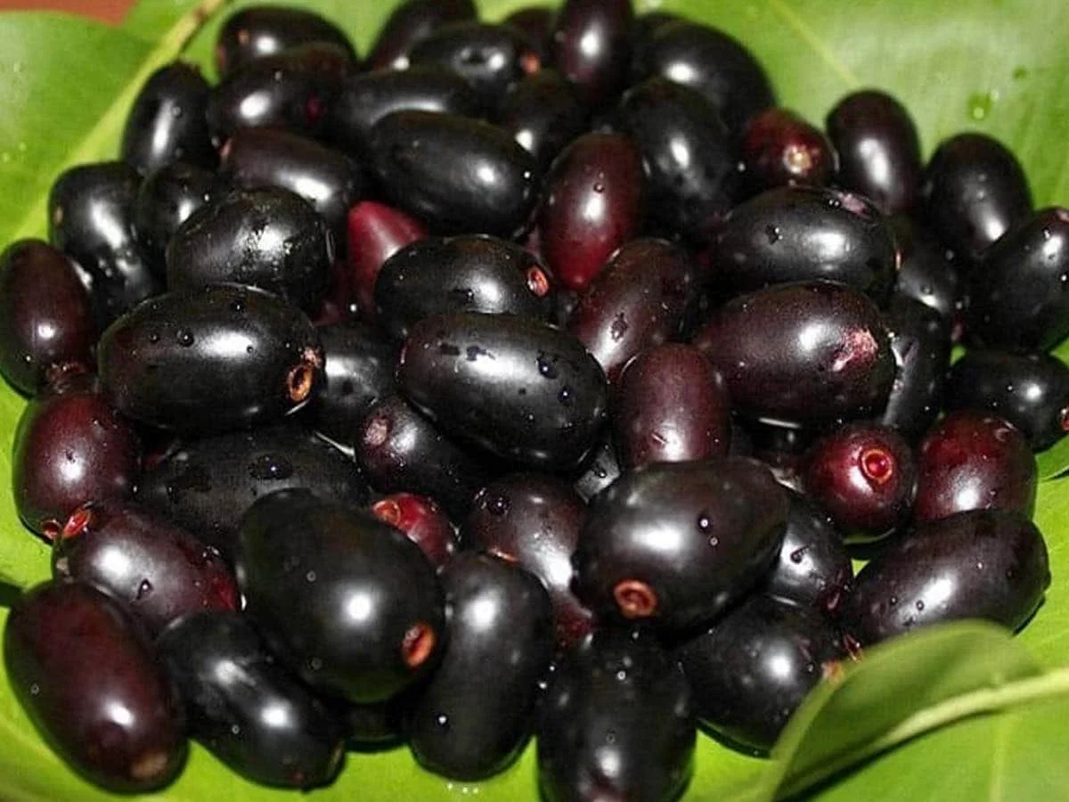Jamun Seed