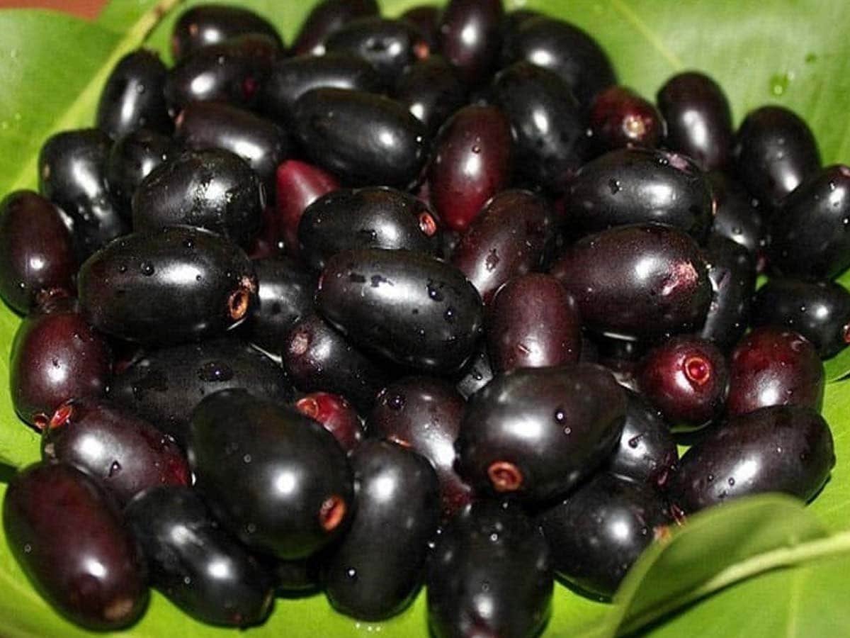 Jamun Seed
