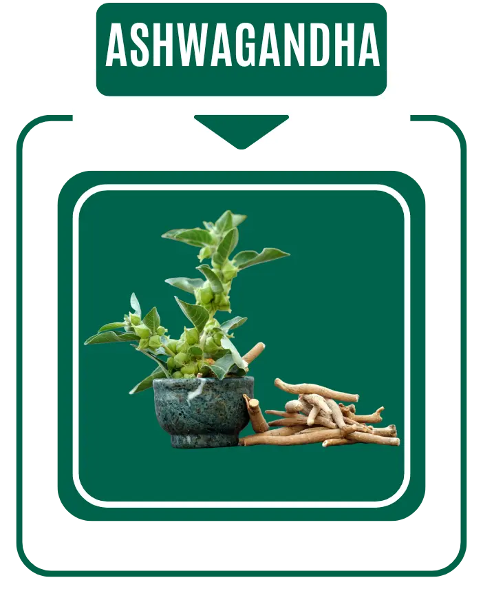 Ashwagandha