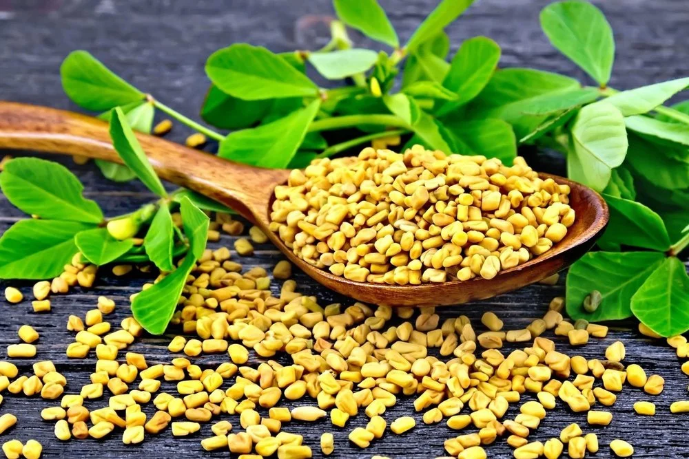 Fenugreek