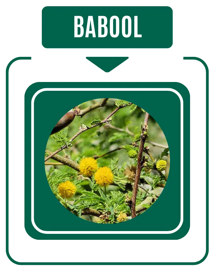 Babool