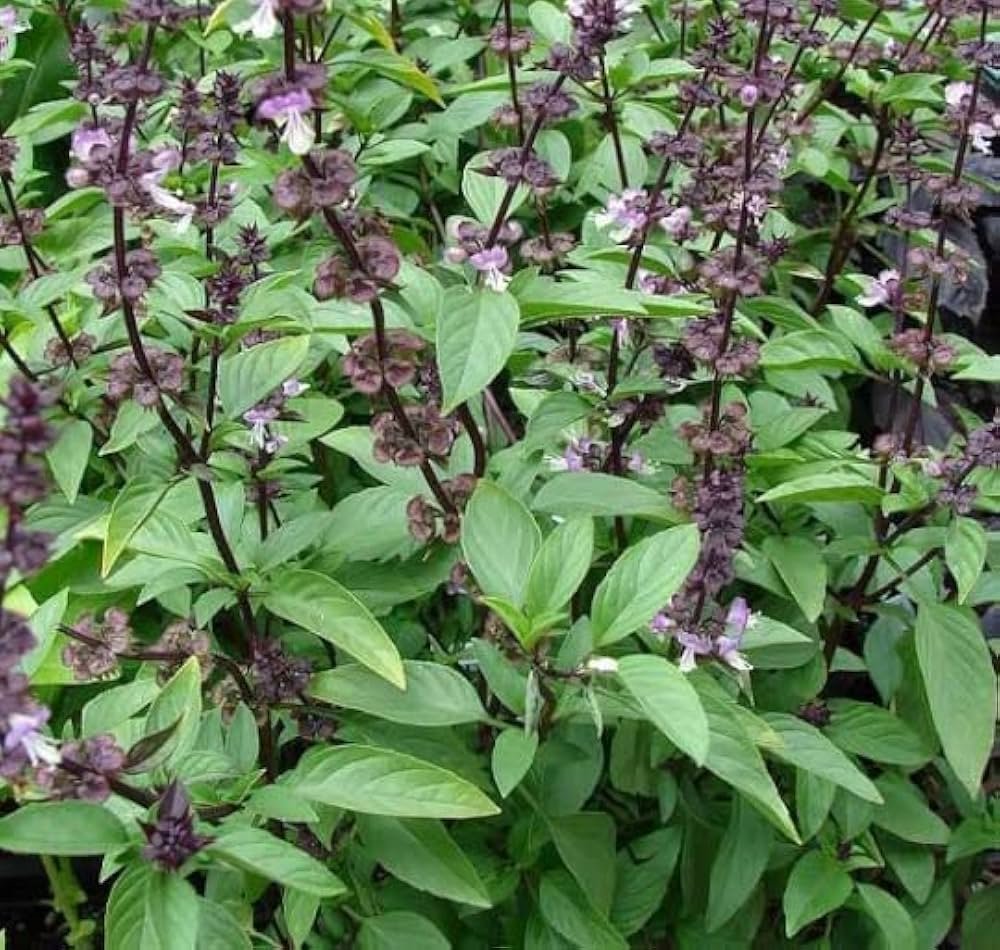 Tulsi