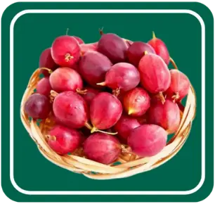 Grape Seed Extract