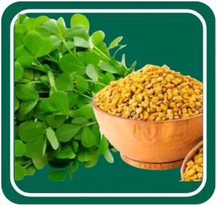 Fenugreek