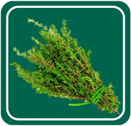 Thyme