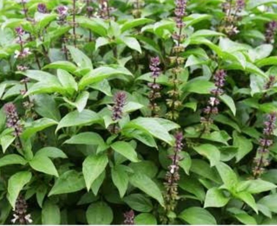 Tulsi