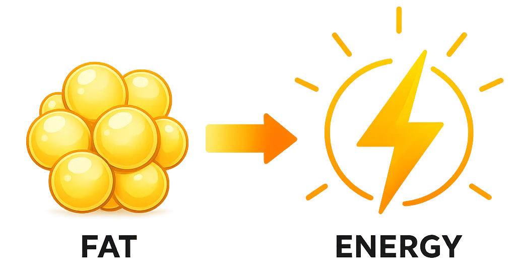 Fat Convert to Energy