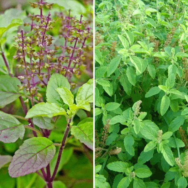 आयुर्वेदिक पंच तुलसी ड्रॉप – रोग प्रतिरोधक क्षमता बढ़ाने का प्राकृतिक तरीका पंच तुलसी युक्त शक्तिशाली Immunity Booster Tablet