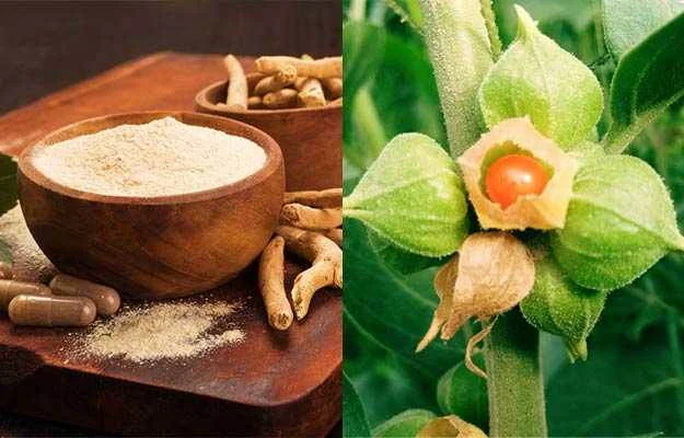 शक्तिशाली आयुर्वेदिक तत्वों का मिश्रण
