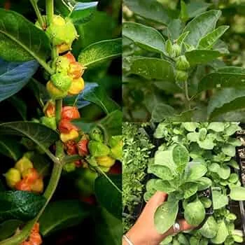 ऊर्जा और स्टैमिना सपोर्ट के लिए बेहतरीन विकल्प