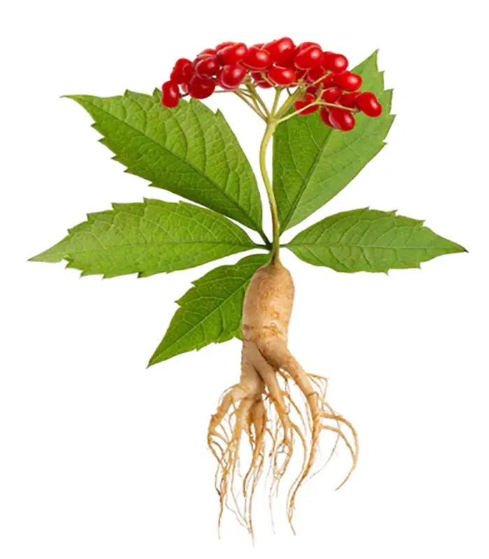 Chinese Ginseng